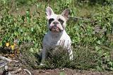 BOULEDOGUE FRANCAIS 021
